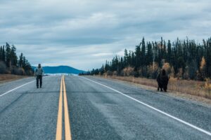 Canada, British Columbia, man walking on Alaska Highway with bison at the roadside